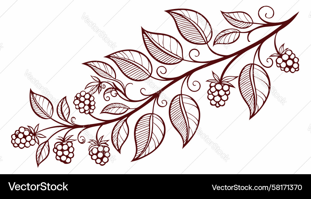 Raspberry Branch with Leaves Vector Image