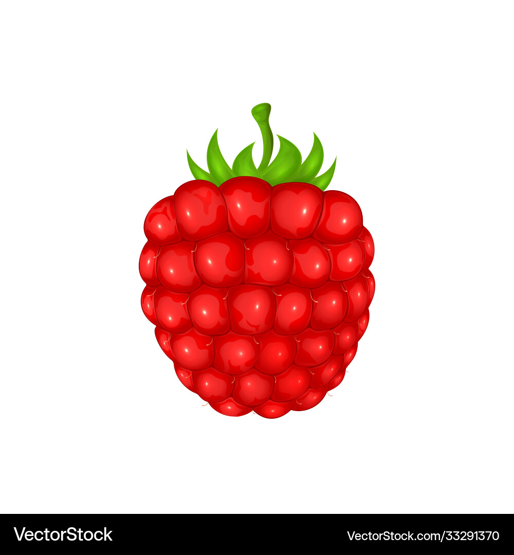 Raspberry Raspberry Vector Image