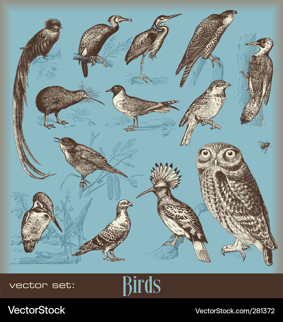 Vintage Vogel Illustrationen Vektorbild