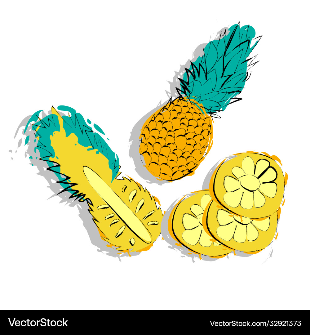 Hand drawn natural pineapple chopped and whole Hand drawn natural pineapple chopped and whole vector image