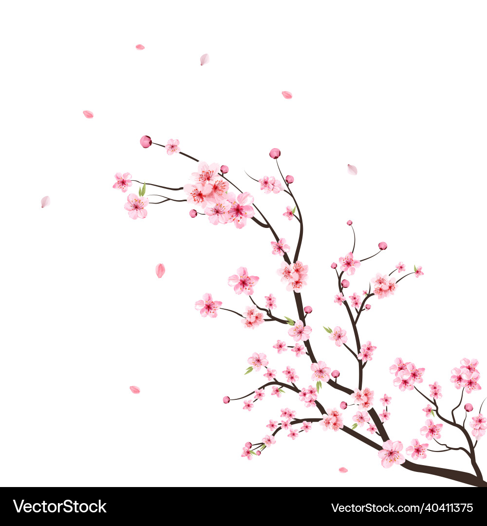 Watercolor cherry blossom sakura on white Watercolor cherry blossom sakura on white vector image