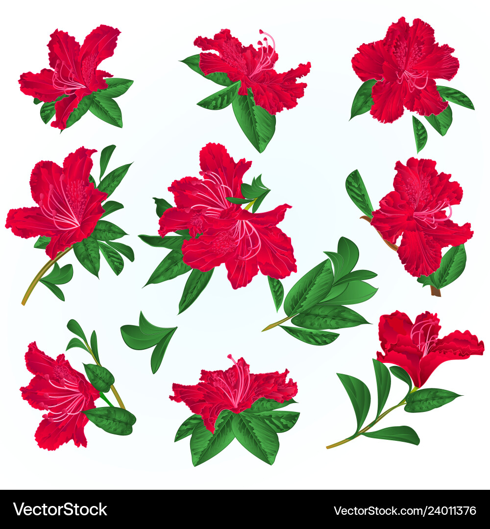 Red flowers rhododendrons and leaves Red flowers rhododendrons and leaves vector image