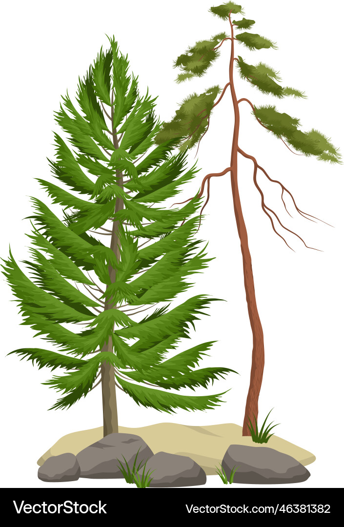 Realistic pine forest Royalty Free Vector Image