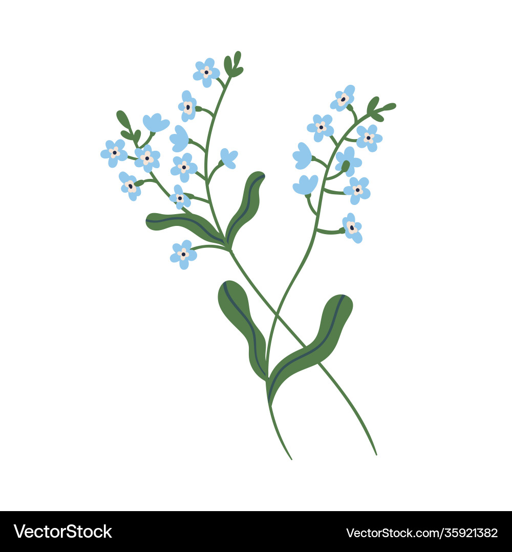 Small blue forget-me-not flowers on stem Small blue forget-me-not flowers on stem vector image