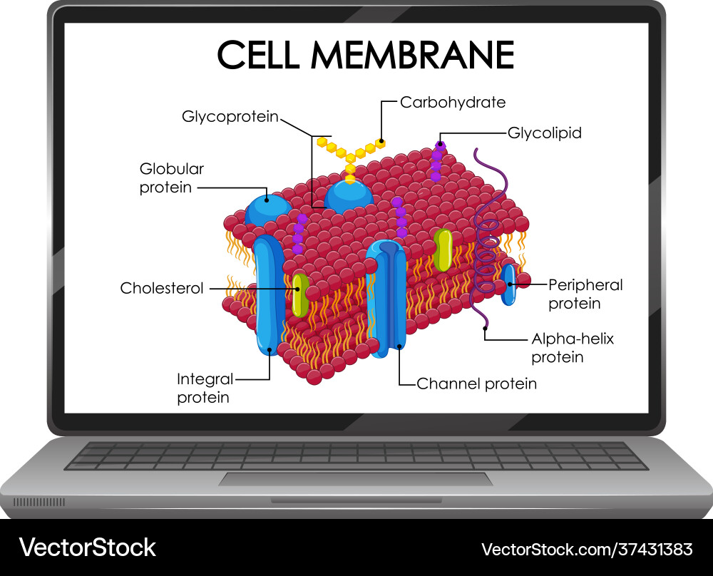 Cell membrane structure on laptop screen Cell membrane structure on laptop screen vector image