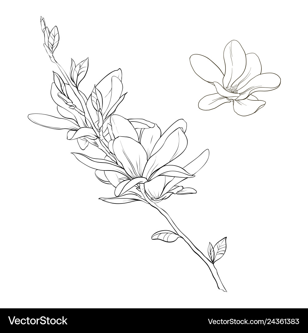 Magnolia Floral Sketch vector image
