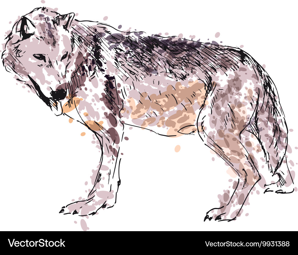 Colored hand drawing a wolf Royalty Free Vector Image