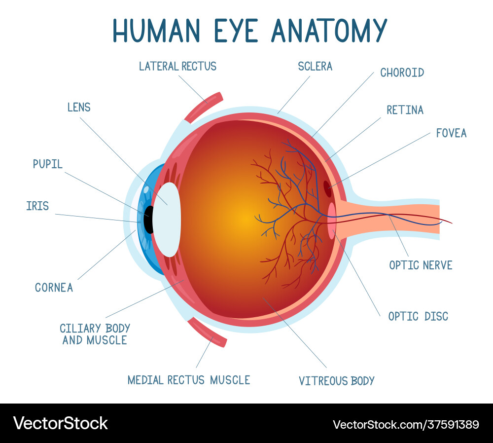 Cartoon eye anatomy scheme human ball vector image