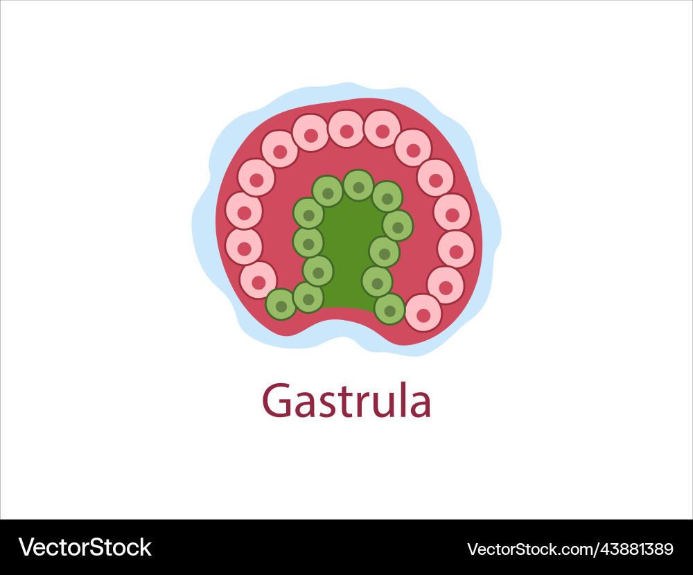 Gastrula vector image