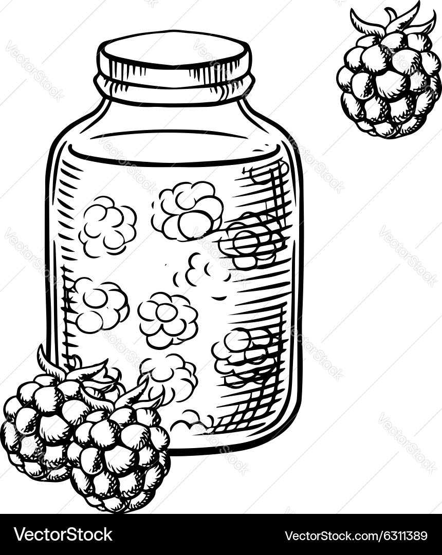 Sketch of raspberry jam in jar and berries vector image