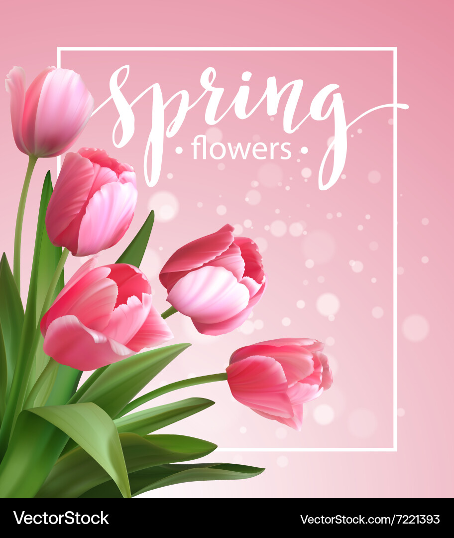 Spring text with tulip flower vector image