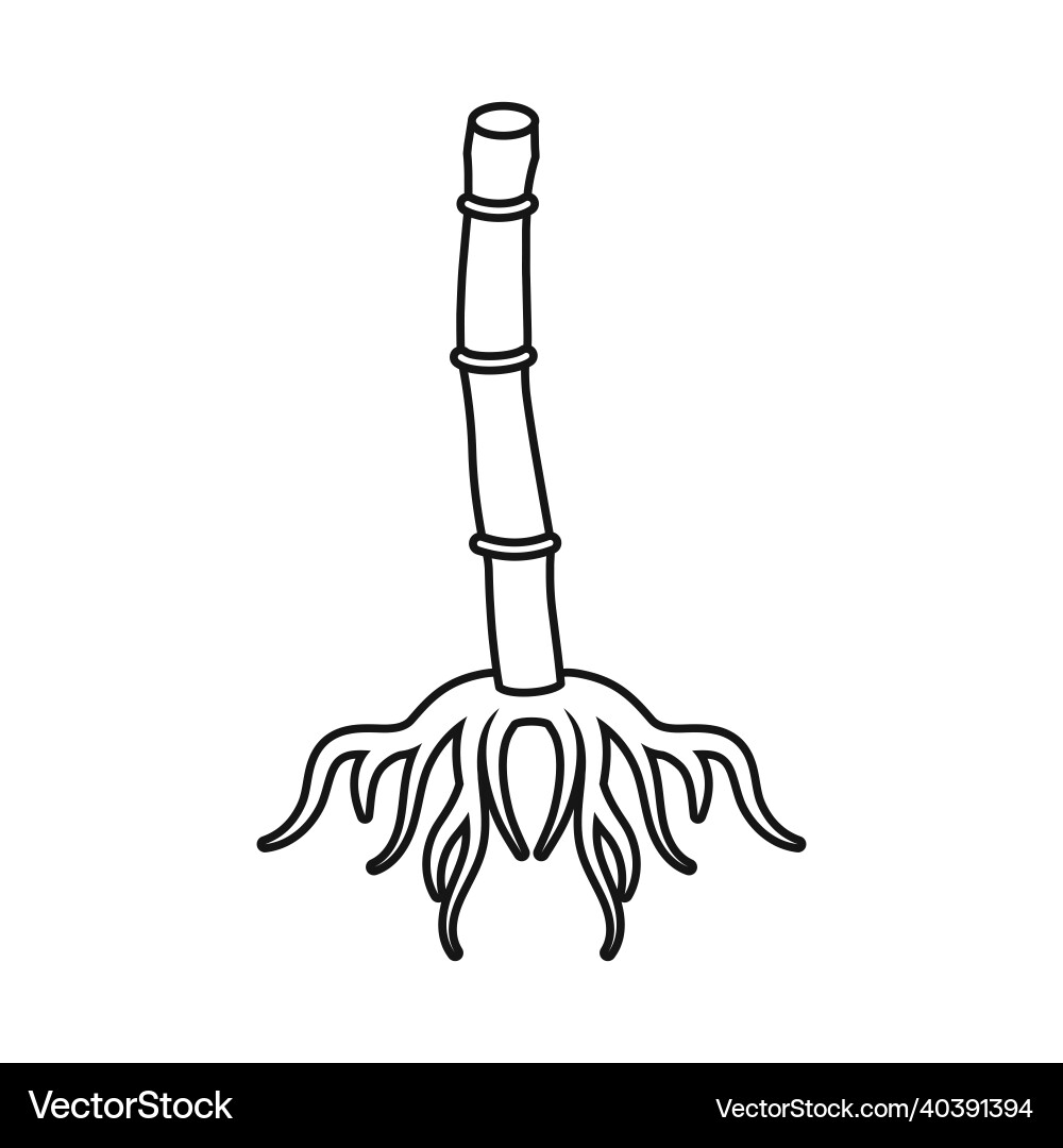 Isolated object of root and sugar icon web Vector Image