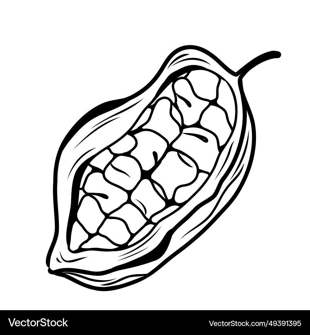 Minimalistic of half a cocoa bean Minimalistic of half a cocoa bean Vector Image