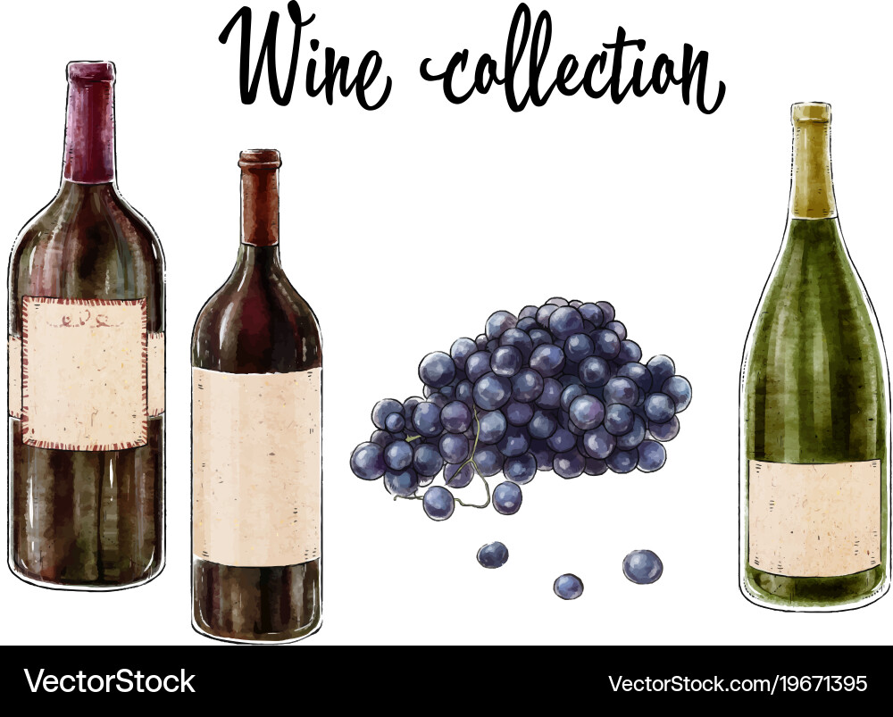 Three bottles of wine and grape cluster isolated Vector Image