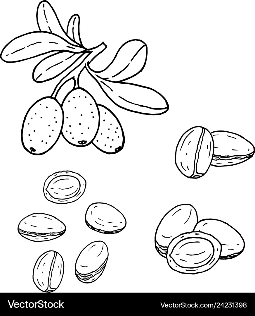 Linear set of argan line drawing Vector Image