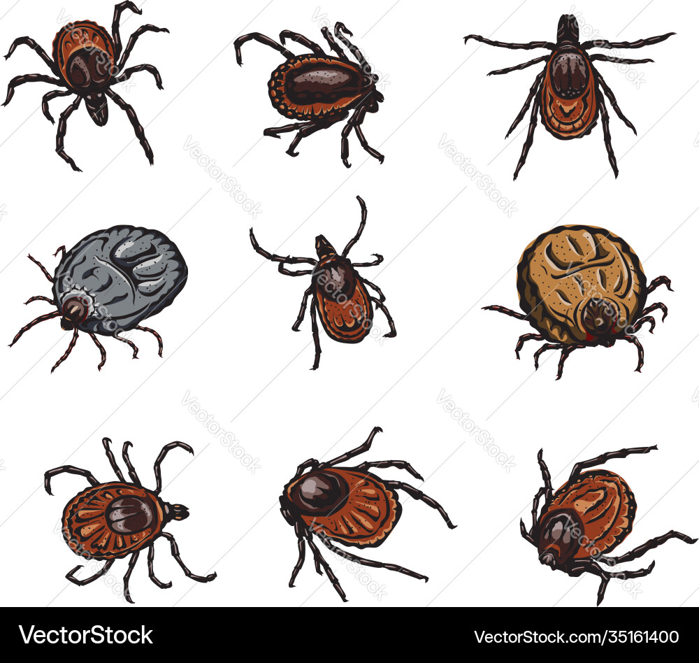 Mite image variants in various forms color Vector Image