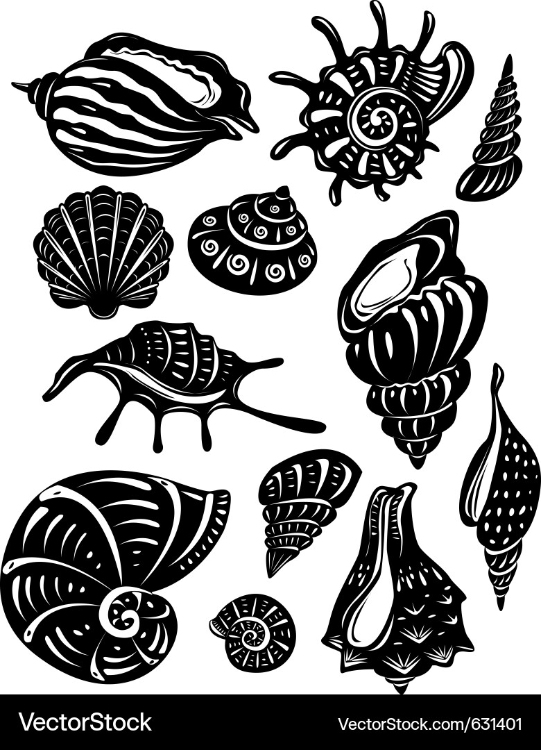 Decorative Shell Collection Vector Image