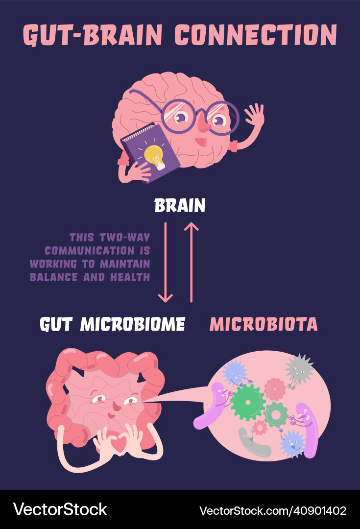 Gut-brain connection medical scientific vector image