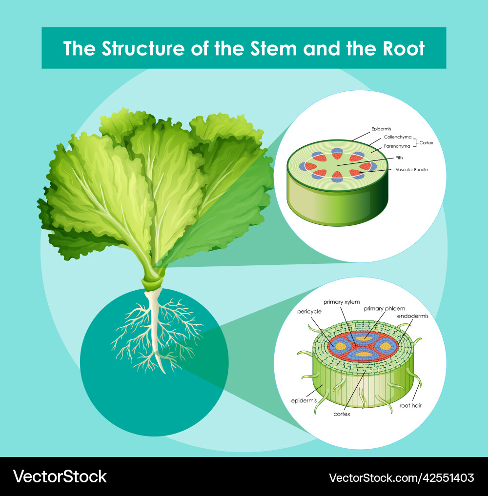 Diagram showing the structure of stem Diagram showing the structure of stem vector image