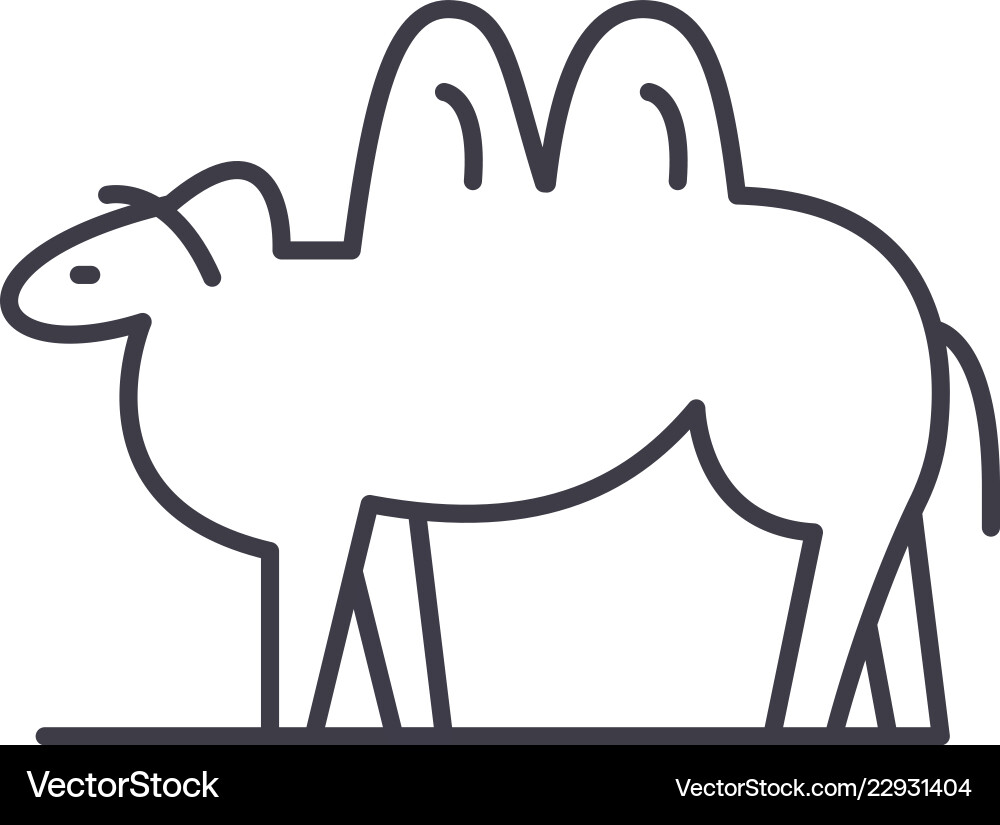 Camel line icon concept linear Camel line icon concept linear vector image