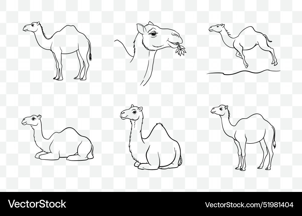 Print comprehensive collection of camel line art Vector Image