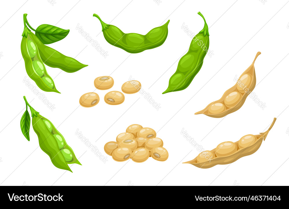Raw soy soybeans pods isolated set crop Vector Image