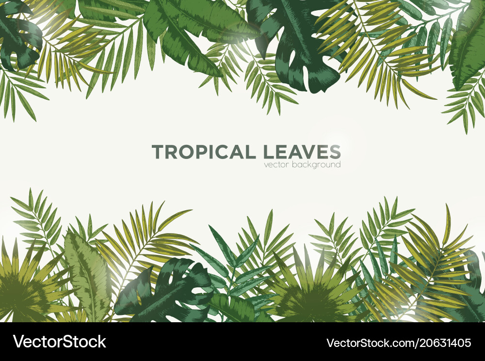 Tropical Green Leaf Background Vector Image