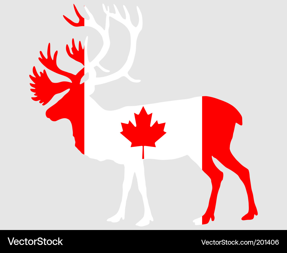 Canadian caribou Vector Image