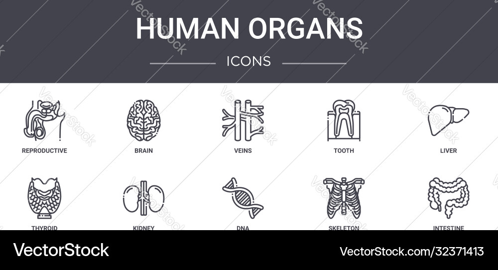 Human organs concept line icons set contains Vector Image