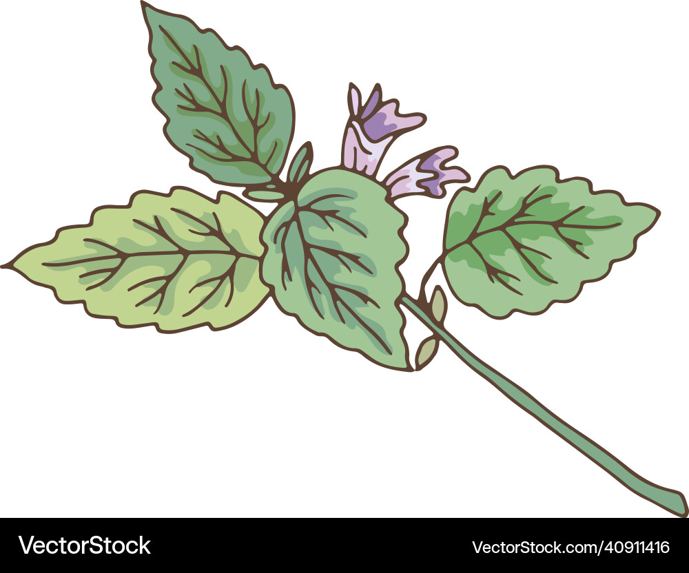 Green leaves branch with violet flower catnip Green leaves branch with violet flower catnip Vector Image