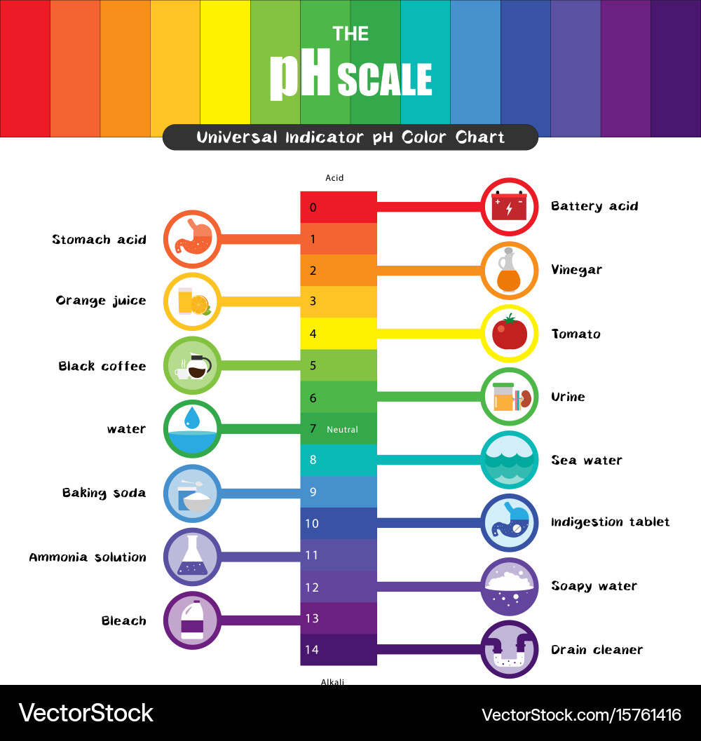 PH Scale Universal Indicator Chart vector image