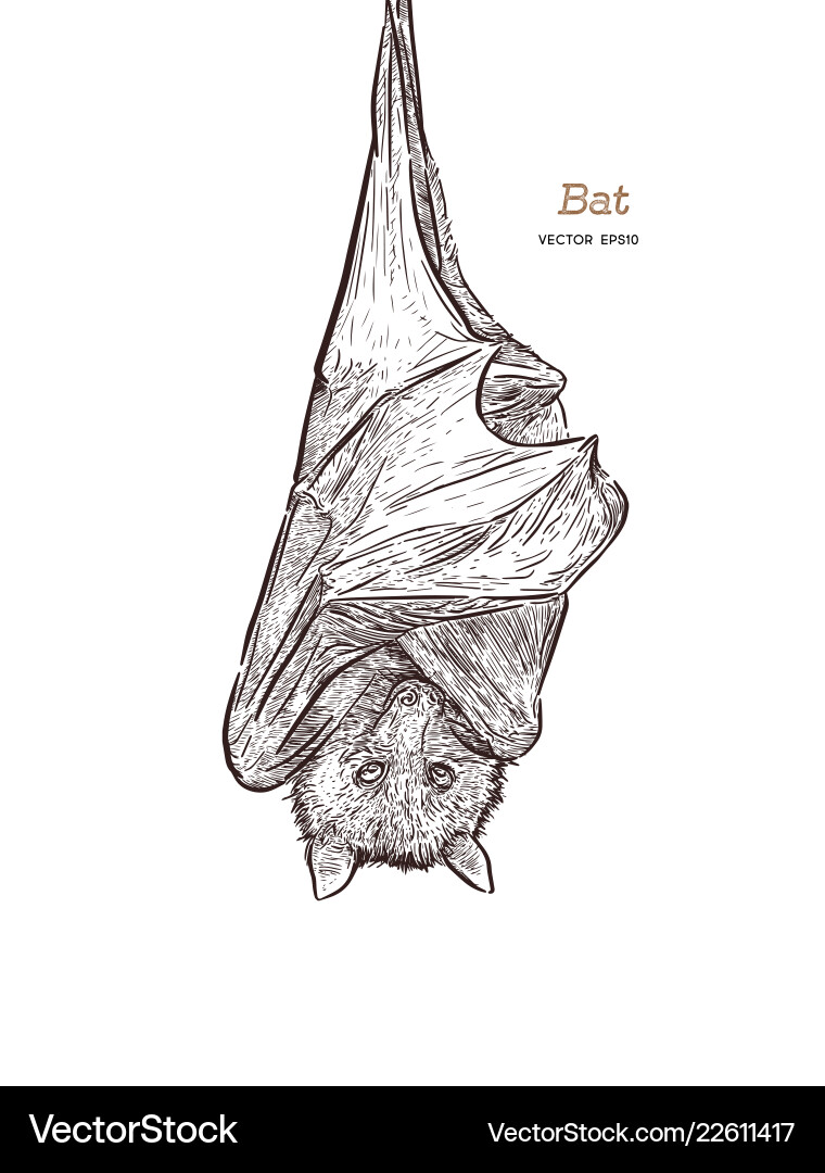 Bat Line Art Engraving Vector Image