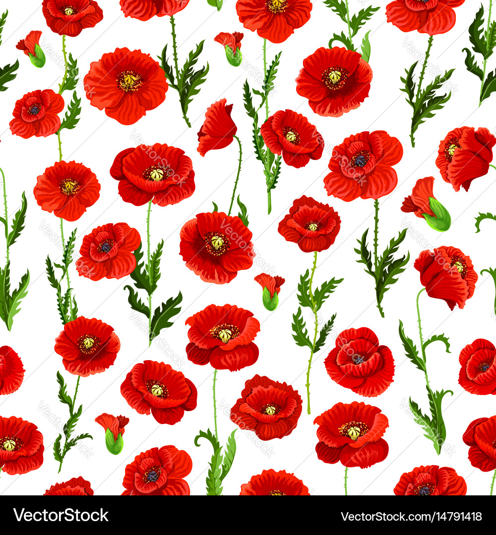 Poppy Flower Seamless Pattern Royalty Free Vector Image