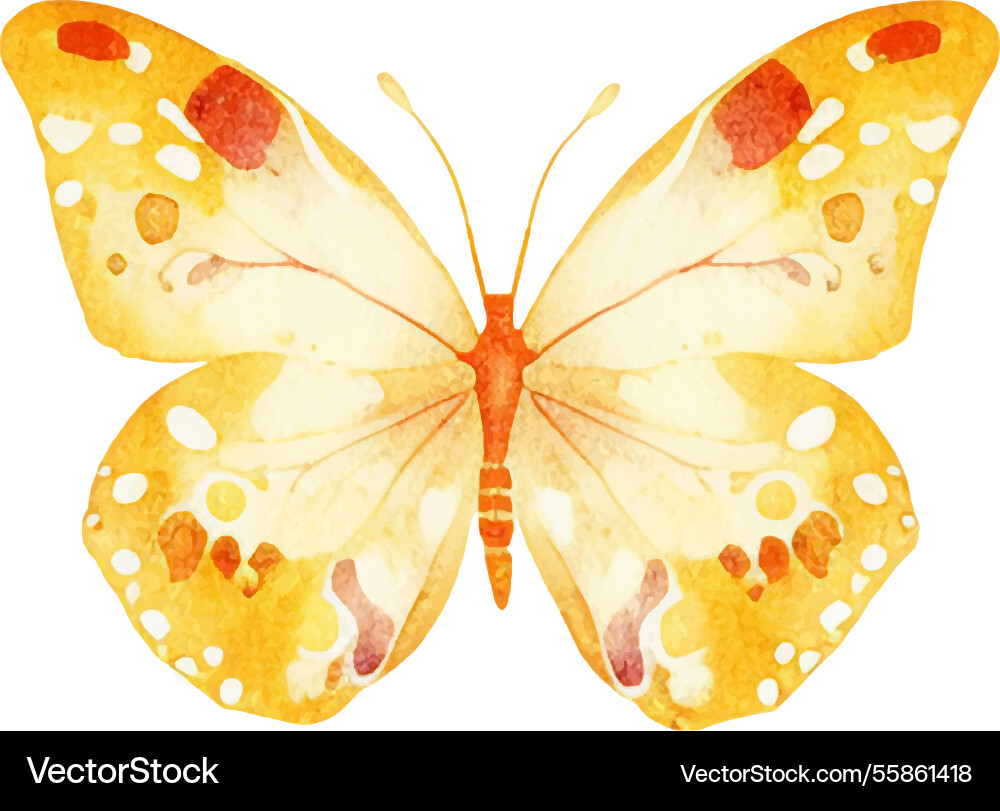 Watercolor painted butterfly hand drawn design Watercolor painted butterfly hand drawn design Vector Image