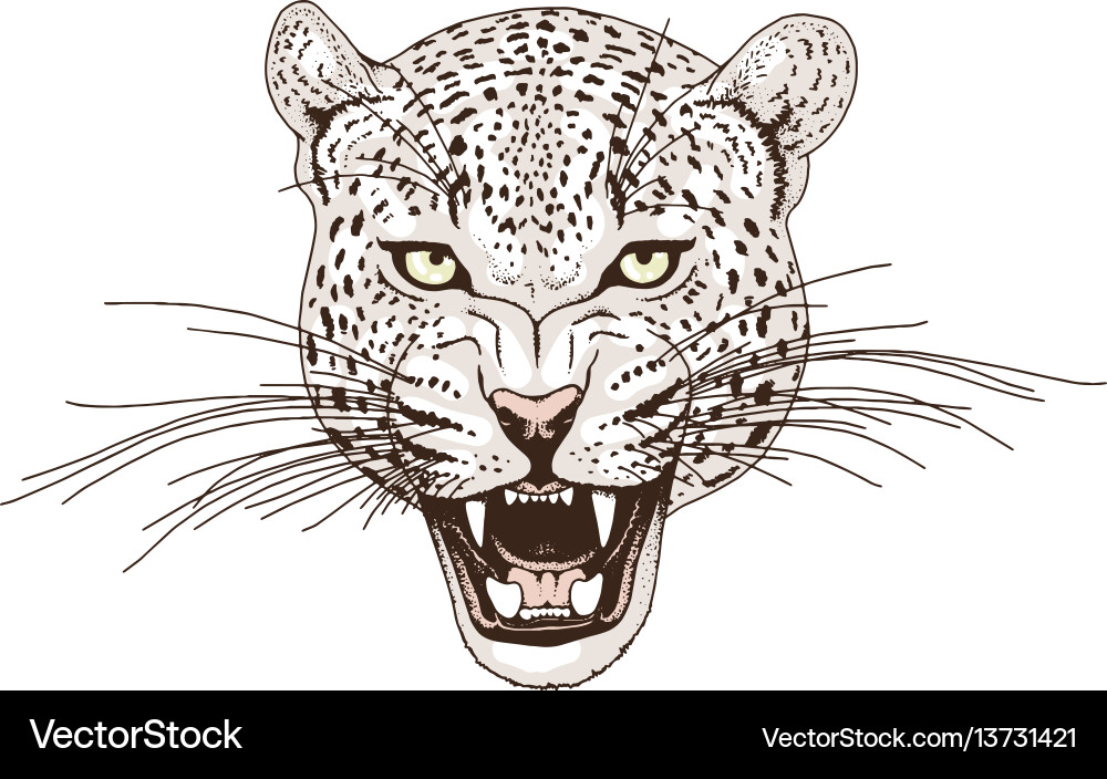 Leopard Face Print vector image