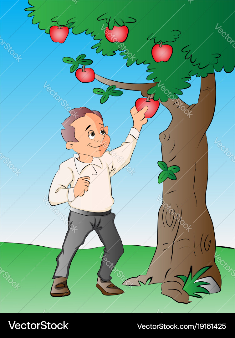 Man picking apples from a tree vector image
