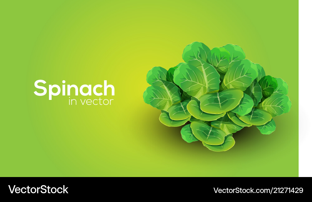 Transparent Spinach Salad vector image
