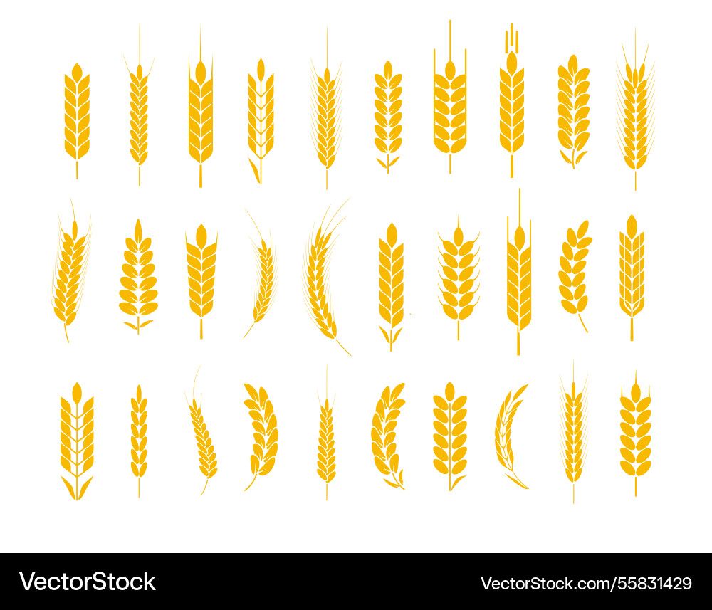 Wheat and rye logo ears barley rice grains and Vector Image