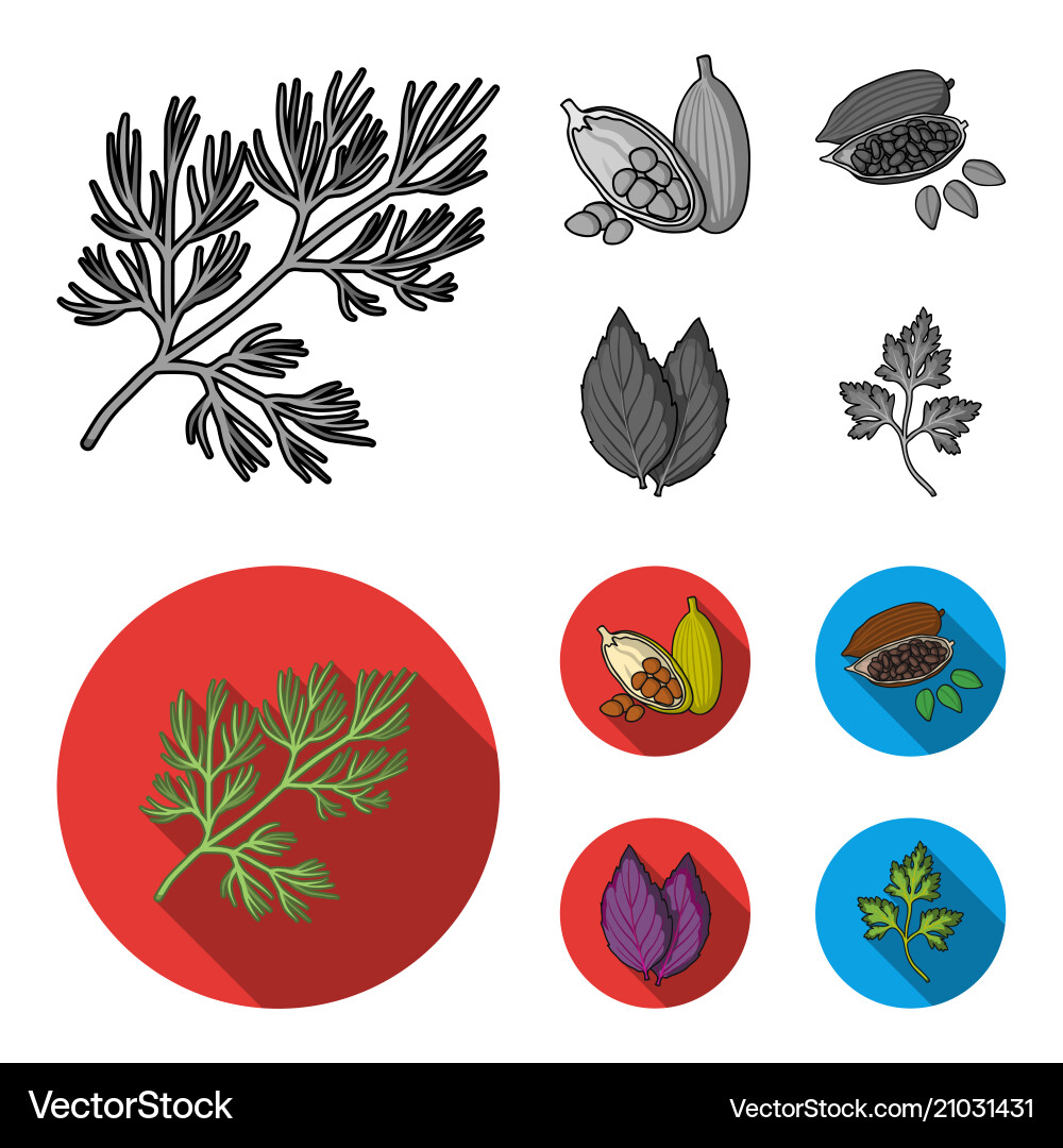 Dill cocoa beans basilherbs and spices set Vector Image