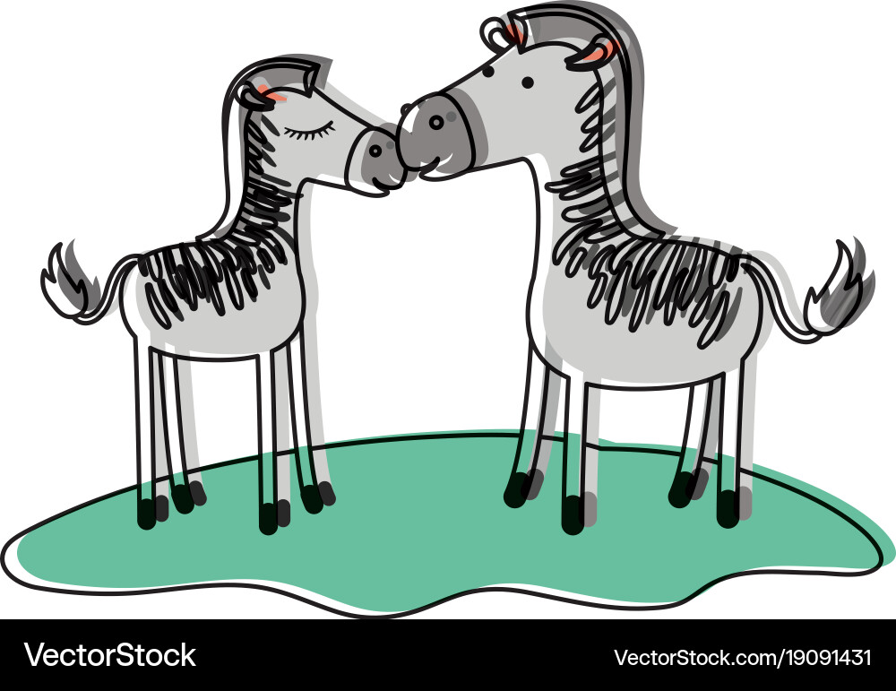 Zebra couple over grass in watercolor silhouette Vector Image