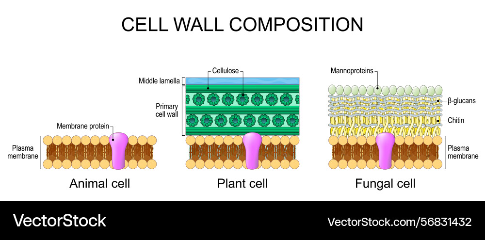 Cell wall composition comparison structure Vector Image
