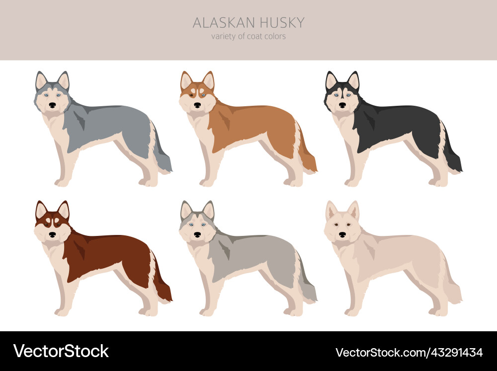 Alaskan husky clipart different poses coat colors Alaskan husky clipart different poses coat colors vector image