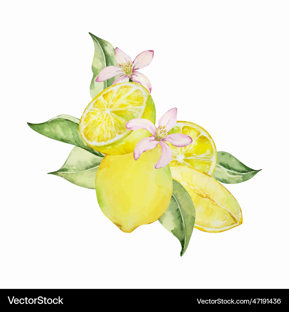 Aquarell Zusammensetzung saftige Zitronen Blumen vektorbild