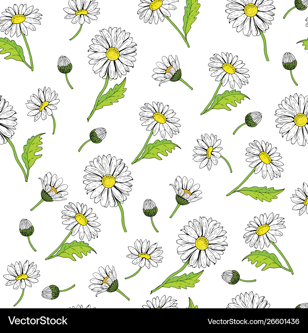 Chamomiles endless texture Vector Image