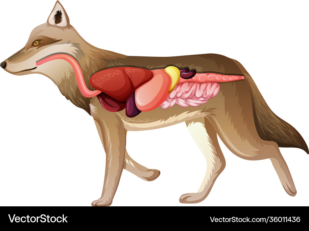 Interne Anatomie ein Wolf isoliert auf weiß Interne Anatomie ein Wolf isoliert auf weiß vektorbild