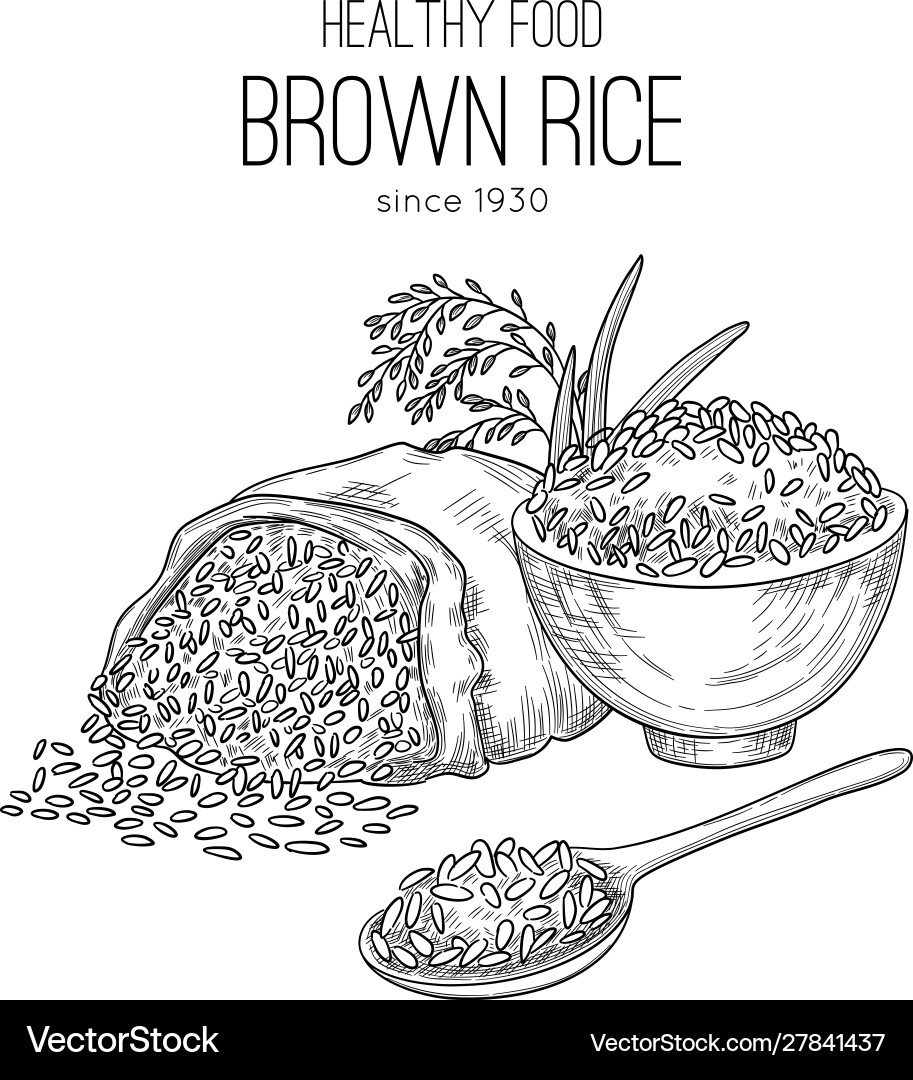 Rice hand drawn agricultural background Rice hand drawn agricultural background vector image