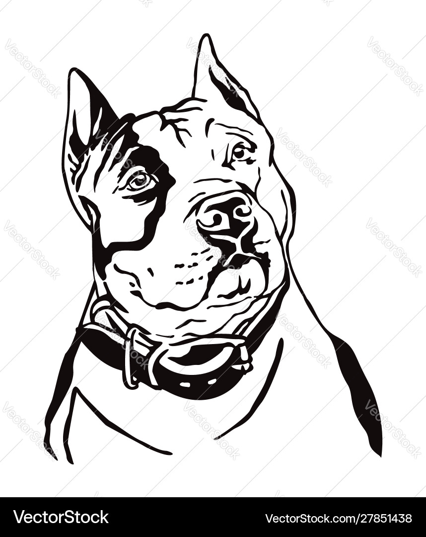 Decorative portrait american staffordshire Decorative portrait american staffordshire Vector Image