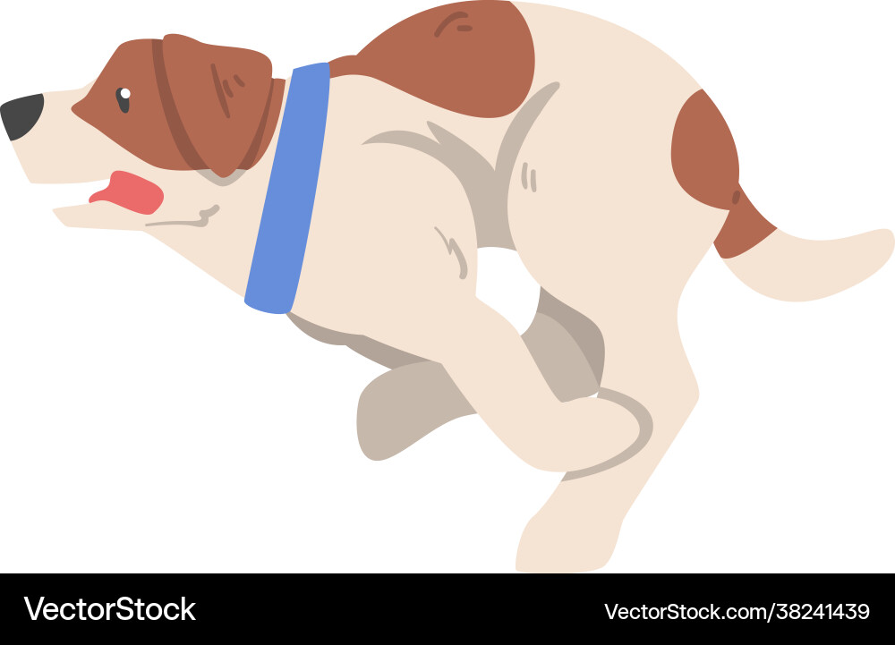 Funny jumping jack russell terrier cute pet Funny jumping jack russell terrier cute pet vector image