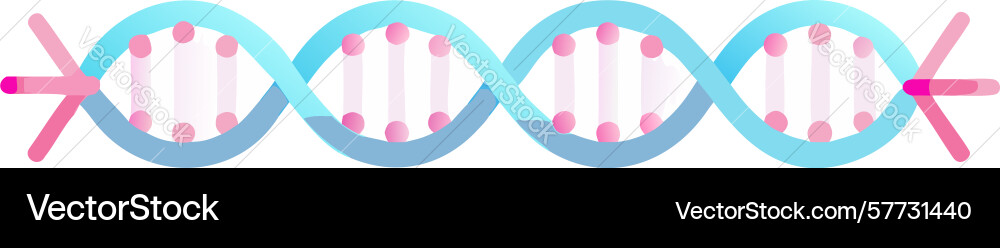 Abstract dna helix genetic code design vector image