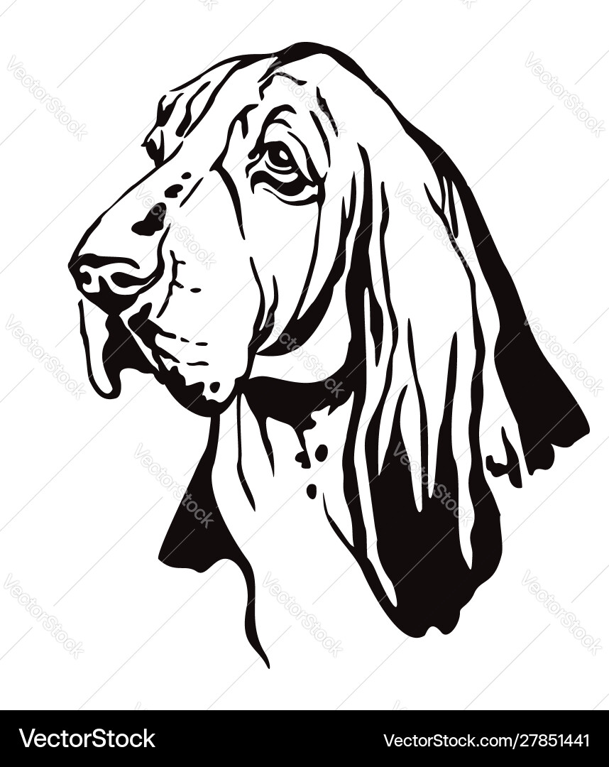 Decorative portrait basset hound vector image